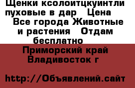 Щенки ксолоитцкуинтли пуховые в дар › Цена ­ 1 - Все города Животные и растения » Отдам бесплатно   . Приморский край,Владивосток г.